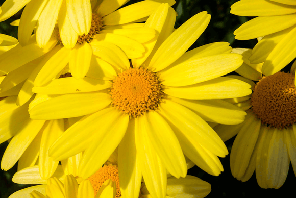 Benefits of Arnica Oil