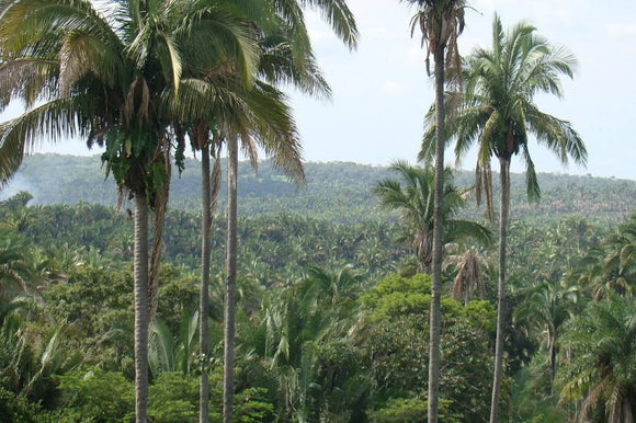 8 Benefits of Babassu Oil for Skin and Hair